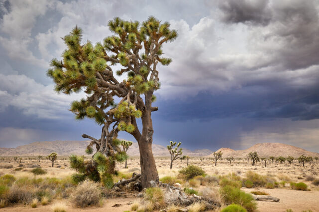 Photograph of Joshua Tree National Park showing a large Joshua tree in the foreground with a dramatic storm approaching in the background