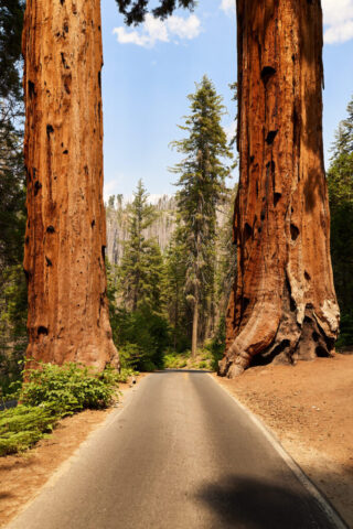 Two giant sequoias stand like ancient pillars in Sequoia National Park, California, framing a road through dense forest