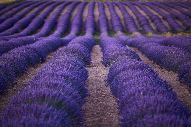 Symmetrical landscape photograph of lavender fields in Moratalla, Murcia, Spain, during blue hour with bluish-purple tones and rows leading toward the horizon